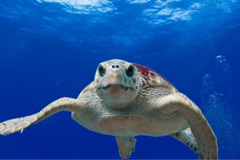 Close-up underwater view of a sea turtle swimming in clear blue waters off the coast of a Greek island. Close-up underwater view of a sea turtle swimming in clear blue waters off the coast of a Greek island.